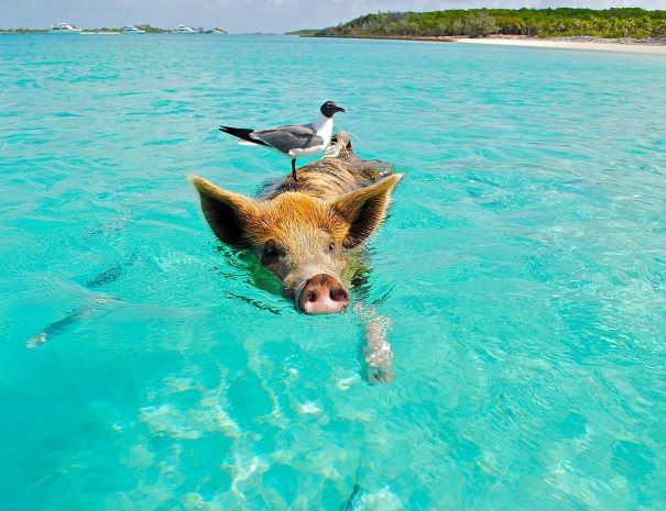 Pig swimming in the ocean in the Bahamas with seagull bird riding on its back